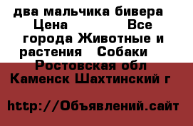 два мальчика бивера › Цена ­ 19 000 - Все города Животные и растения » Собаки   . Ростовская обл.,Каменск-Шахтинский г.